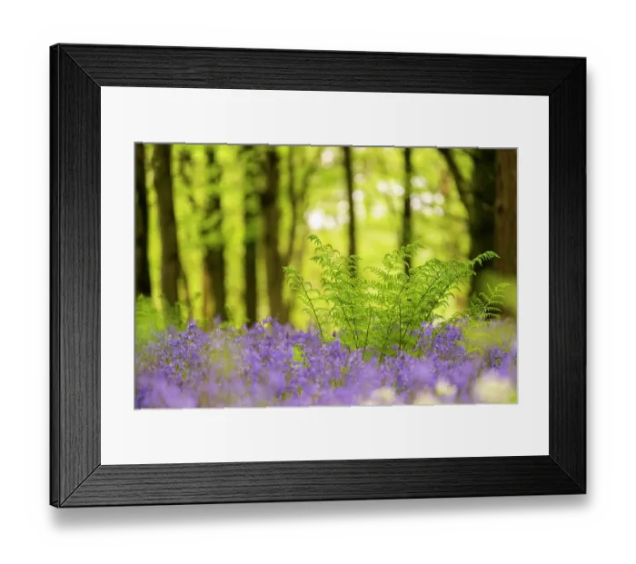 Framed Print : RF - Male fern (Dryopteris filix-mas) among Bluebell (Hyacinthoides non-scripta) carpet and Beech (Fagus sylvatica) woodland, Delcombe Wood, Dorset, England, UK. May Framed Print : RF - Male fern (Dryopteris filix-mas) among Bluebell (Hyacinthoides non-scripta) carpet and Beech (Fagus sylvatica) woodland, Delcombe Wood, Dorset, England, UK. May