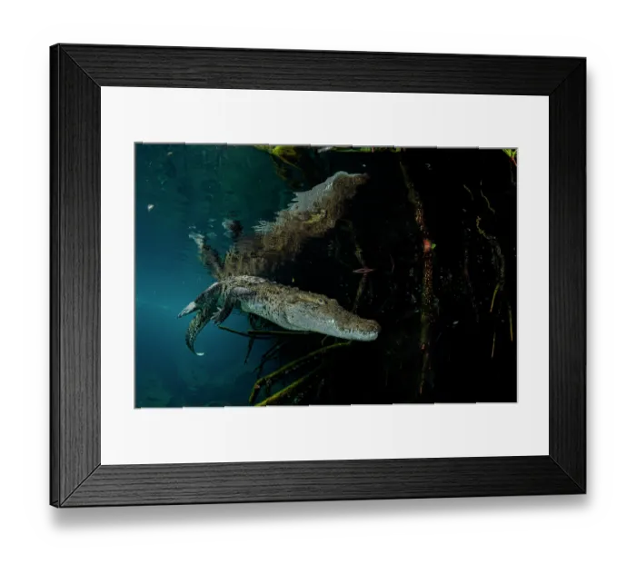 Framed Print : Morelet's crocodile (Crocodylus moreletii) swimming in a mangrove lagoon, near Tulum, Yucatan Peninsula, Mexico Framed Print : Morelet's crocodile (Crocodylus moreletii) swimming in a mangrove lagoon, near Tulum, Yucatan Peninsula, Mexico