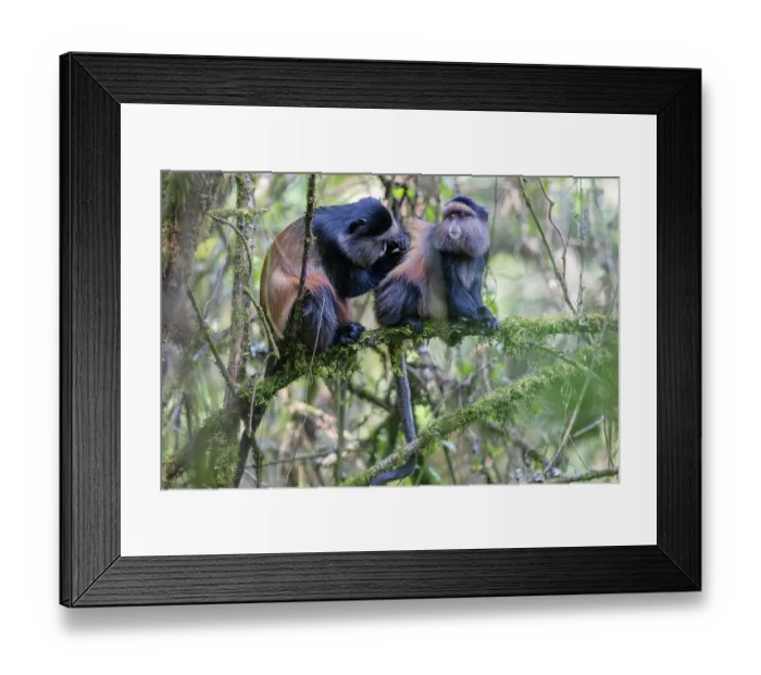 Framed Print : Two Golden monkeys (Cercopithecus kandti) sitting in tree, one grooming the other, Mgahinga Gorilla National Park, Uganda. Endangered