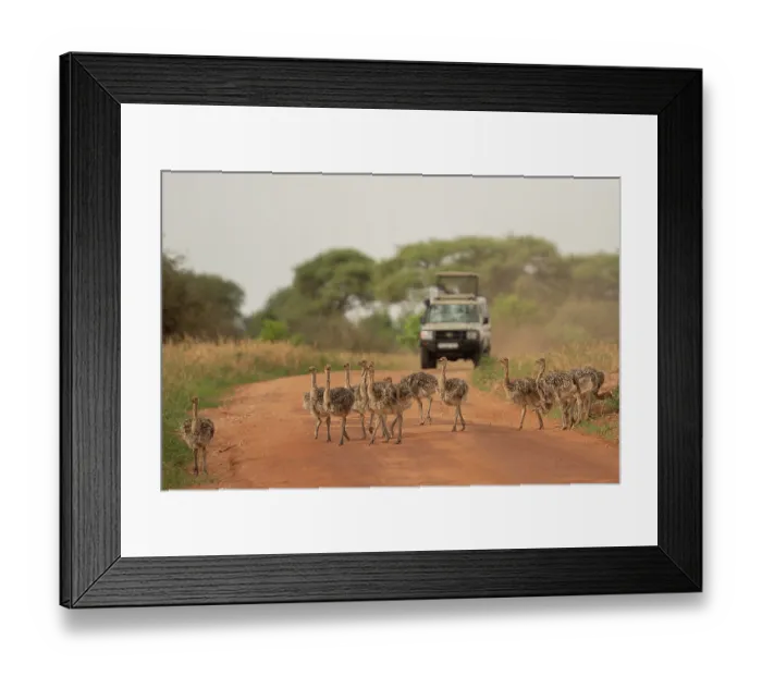 Framed Print : Masai ostrich (Struthio camelus massaicus) chicks walking along dirt road with tourist vehicle in background, Tarangire National Park, Tanzania Framed Print : Masai ostrich (Struthio camelus massaicus) chicks walking along dirt road with tourist vehicle in background, Tarangire National Park, Tanzania