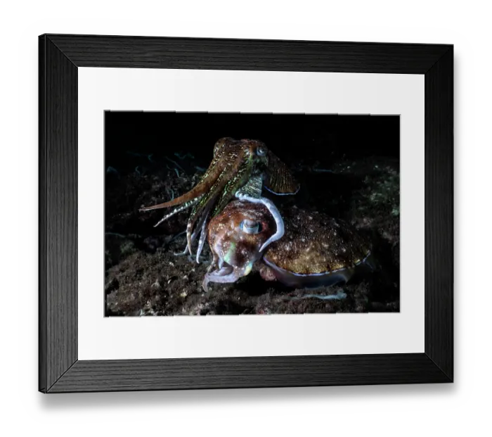Framed Print : Pharoah cuttlefish (Acanthosepion pharaonis) pair, female in the foreground preparing an egg for fertilization, using the spermatophores passed to her by the attending male