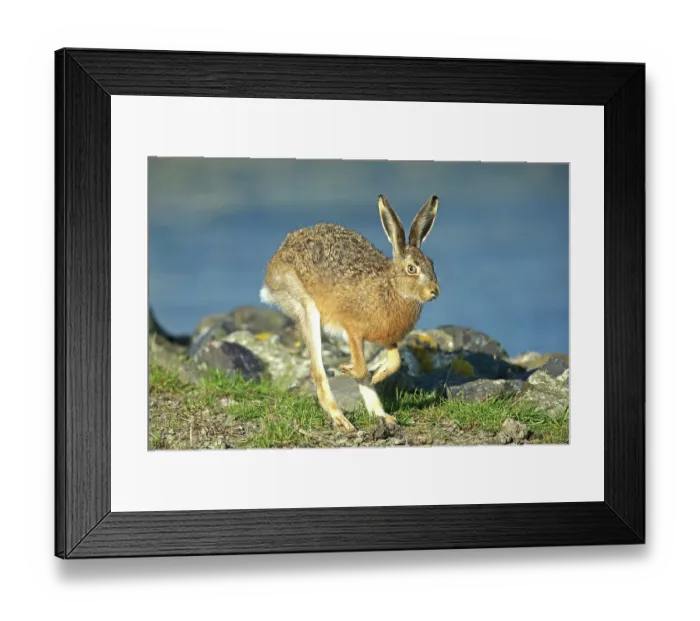 Framed Print : Brown hare (Lepus europaeus) running along the coast, Germany. October Framed Print : Brown hare (Lepus europaeus) running along the coast, Germany. October