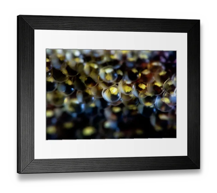 Framed Print : Elongated sculpin (Alcichthys elongatus) egg cluster. x4 life-size magnification. Hokkaido, Japan, Pacific Ocean Framed Print : Elongated sculpin (Alcichthys elongatus) egg cluster. x4 life-size magnification. Hokkaido, Japan, Pacific Ocean