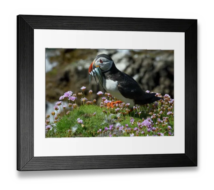 Framed Print : Puffin (Fratercula arctica) perched on cliff top among Sea thrift (Armeria maritima) with Sandeels prey in beak, Great Saltee Island, County Wexford, Republic of Ireland. June Framed Print : Puffin (Fratercula arctica) perched on cliff top among Sea thrift (Armeria maritima) with Sandeels prey in beak, Great Saltee Island, County Wexford, Republic of Ireland. June