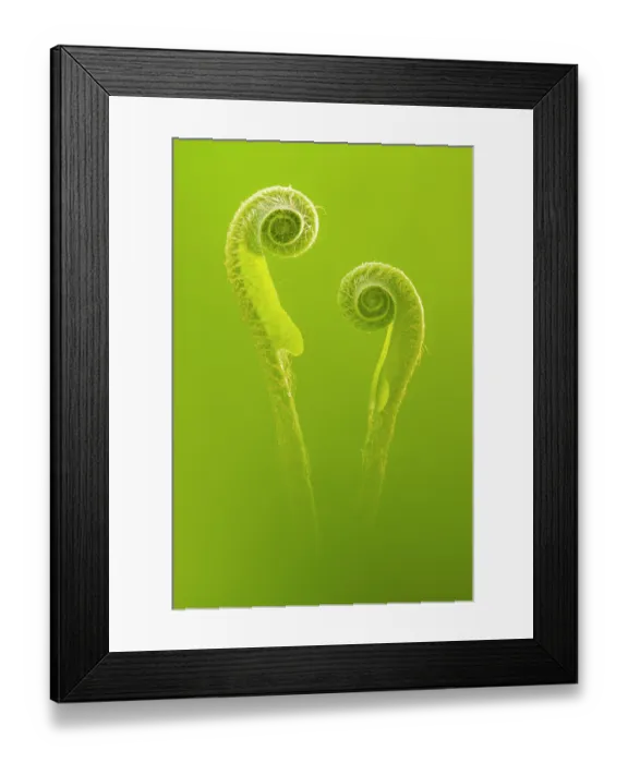 Framed Print : Harts tongue fern (Asplenium scolopendrium) unfurling fronds, Broxwater, Cornwall, England, UK. May Framed Print : Harts tongue fern (Asplenium scolopendrium) unfurling fronds, Broxwater, Cornwall, England, UK. May