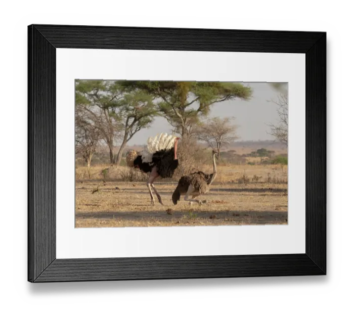 Framed Print : Masai ostriches (Struthio camelus massaicus) pair mating, Tarangire National Park, Tanzania