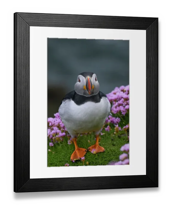 Framed Print : Puffin (Fratercula arctica) standing on cliff top among Sea thrift (Armeria maritima), Great Saltee Island, County Wexford, Republic of Ireland. June Framed Print : Puffin (Fratercula arctica) standing on cliff top among Sea thrift (Armeria maritima), Great Saltee Island, County Wexford, Republic of Ireland. June