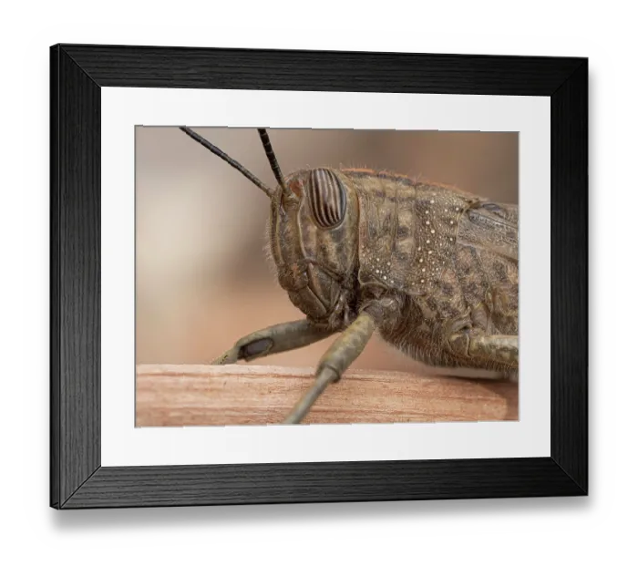 Framed Print : Egyptian grass hopper (Anacridium aegyptium) head portrait, Podere Montecucco, Orvieto, Umbria, Italy. October Framed Print : Egyptian grass hopper (Anacridium aegyptium) head portrait, Podere Montecucco, Orvieto, Umbria, Italy. October