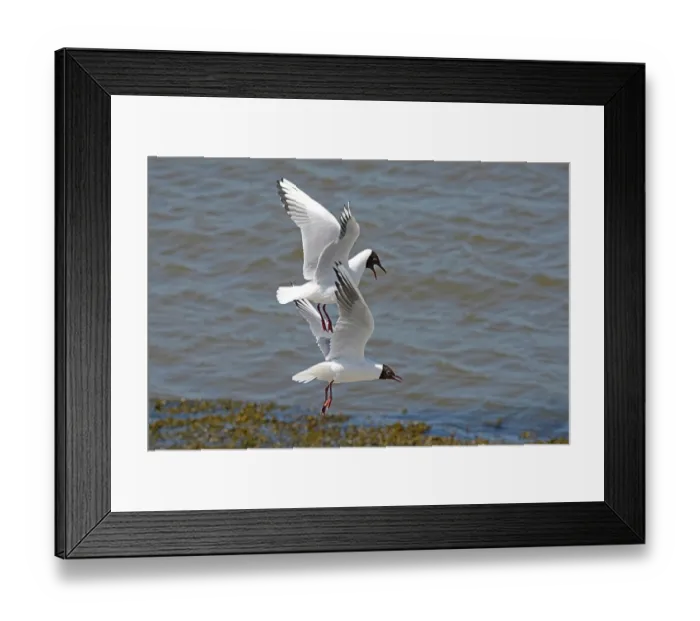 Framed Print : Two Black-headed gulls (Chroicocephalus ridibundus) in flight, squabbling, Germany. May Framed Print : Two Black-headed gulls (Chroicocephalus ridibundus) in flight, squabbling, Germany. May