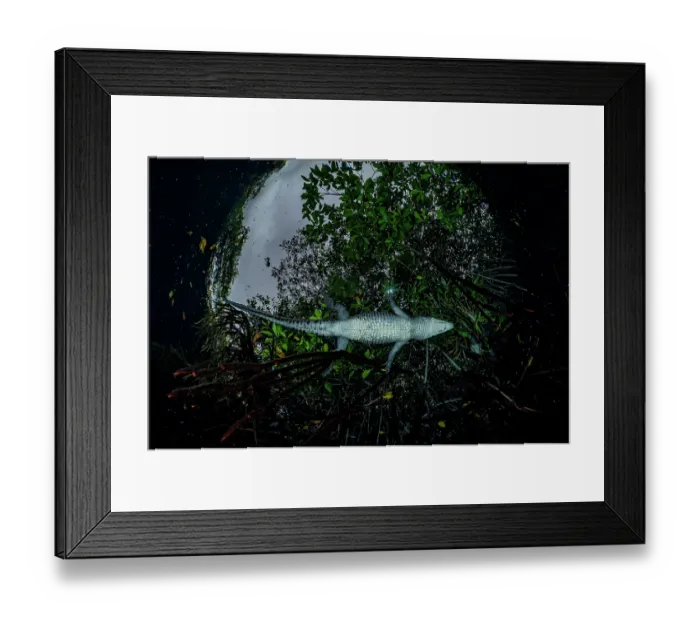 Framed Print : Morelet's crocodile (Crocodylus moreletii) swimming in a mangrove lagoon, near Tulum, Yucatan Peninsula, Mexico Framed Print : Morelet's crocodile (Crocodylus moreletii) swimming in a mangrove lagoon, near Tulum, Yucatan Peninsula, Mexico