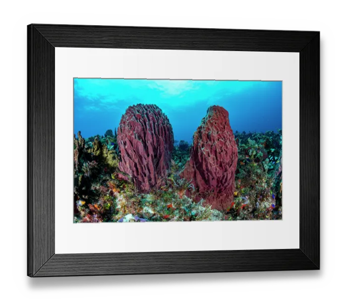 Framed Print : Giant barrel sponge (Xestospongia muta) on a coral reef, off Cancun, Quintana Roo, Yucatan Peninsula, Mexico, Caribbean Sea