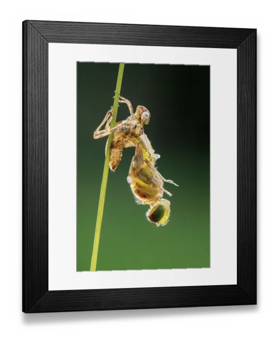 Framed Print : RF - Common darter dragonfly (sympetrum striolatum) emerging from its exoskeleton, backlit in early morning sunlight, Broxwater, Cornwall, England, UK. June Framed Print : RF - Common darter dragonfly (sympetrum striolatum) emerging from its exoskeleton, backlit in early morning sunlight, Broxwater, Cornwall, England, UK. June