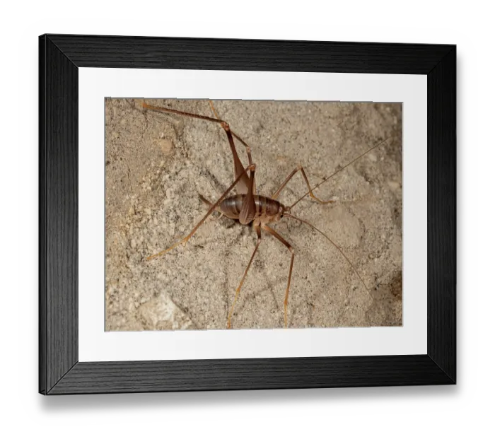 Framed Print : Cave cricket (Dolichopoda geniculata) resting on tunnel wall, Buonrespiro, Orvieto, Umbria, Italy. February Framed Print : Cave cricket (Dolichopoda geniculata) resting on tunnel wall, Buonrespiro, Orvieto, Umbria, Italy. February
