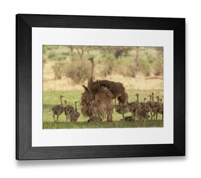 Framed Print : Masai ostrich (Struthio camelus massaicus) female and chicks resting in shade of tree, Tarangire National Park, Tanzania Framed Print : Masai ostrich (Struthio camelus massaicus) female and chicks resting in shade of tree, Tarangire National Park, Tanzania