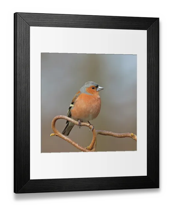 Framed Print : Common chaffinch (Fringilla coelebs) male, perched on hazel twig in early spring, Denmark. April Framed Print : Common chaffinch (Fringilla coelebs) male, perched on hazel twig in early spring, Denmark. April