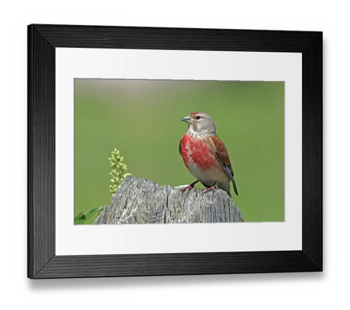 Framed Print : Common linnet (Linaria cannabina) male, perched on a rock in early summer, Denmark. June Framed Print : Common linnet (Linaria cannabina) male, perched on a rock in early summer, Denmark. June
