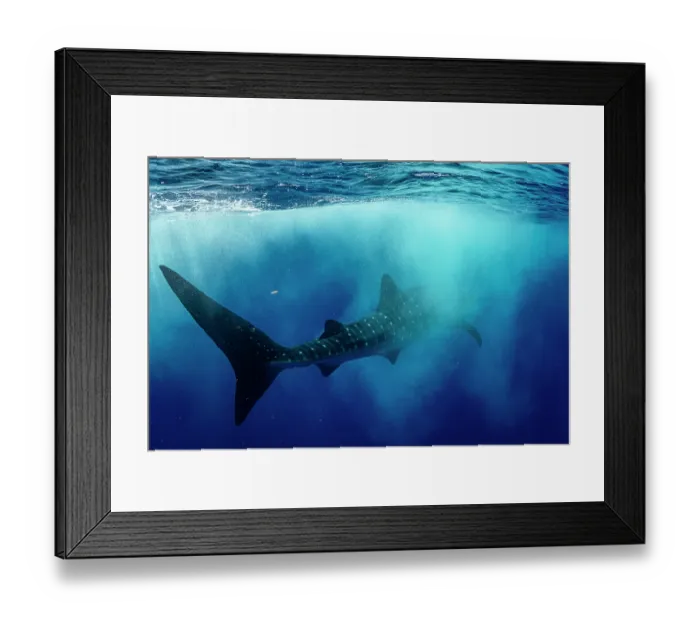 Framed Print : Whale shark (Rhincodon typus) swimming through bubbles created by a passing boat, Isla Mujeres, Quintana Roo, Yucatan Peninsula, Mexico, Caribbean Sea. Endangered Framed Print : Whale shark (Rhincodon typus) swimming through bubbles created by a passing boat, Isla Mujeres, Quintana Roo, Yucatan Peninsula, Mexico, Caribbean Sea. Endangered