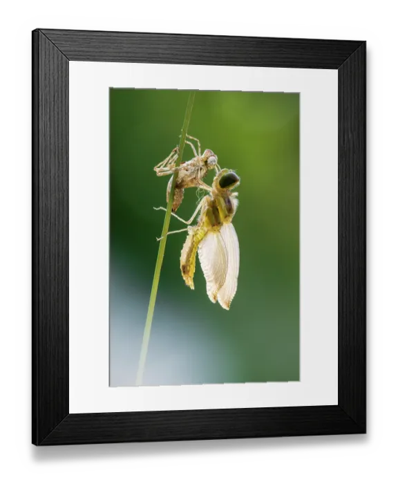 Framed Print : RF - Common darter dragonfly (sympetrum striolatum) emerging from its exoskeleton, backlit in early morning sunlight, Broxwater, Cornwall, England, UK. June Framed Print : RF - Common darter dragonfly (sympetrum striolatum) emerging from its exoskeleton, backlit in early morning sunlight, Broxwater, Cornwall, England, UK. June