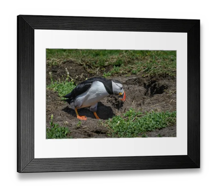 Framed Print : Puffin (Fratercula arctica) entering nesting chamber, Great Saltee Island, County Wexford, Republic of Ireland, June