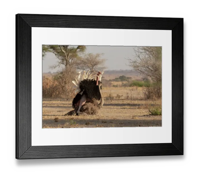 Framed Print : Masai ostriches (Struthio camelus massaicus) pair mating, Tarangire National Park, Tanzania Framed Print : Masai ostriches (Struthio camelus massaicus) pair mating, Tarangire National Park, Tanzania