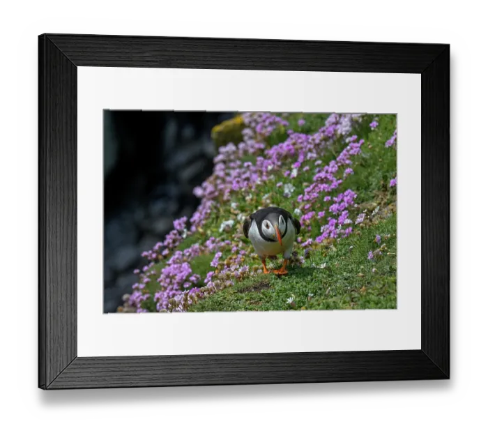 Framed Print : Puffin (Fratercula arctica) walking over Sea thrift (Armeria maritima) on cliff top, Great Saltee Island, County Wexford, Republic of Ireland. June Framed Print : Puffin (Fratercula arctica) walking over Sea thrift (Armeria maritima) on cliff top, Great Saltee Island, County Wexford, Republic of Ireland. June