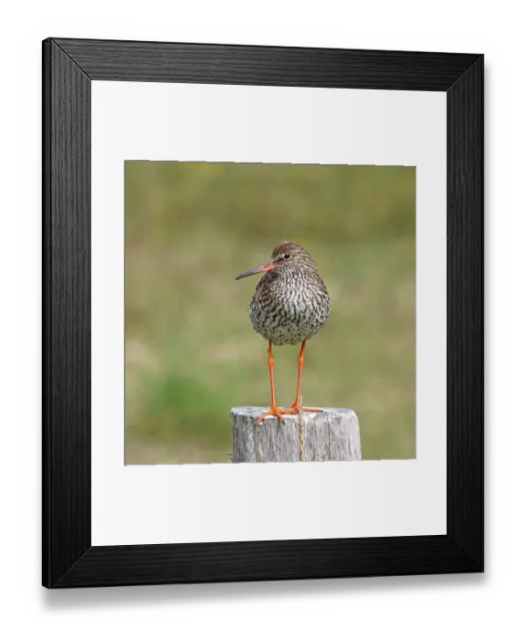 Framed Print : Common redshank (Tringa totanus) perched on wooden post, Germany. June Framed Print : Common redshank (Tringa totanus) perched on wooden post, Germany. June