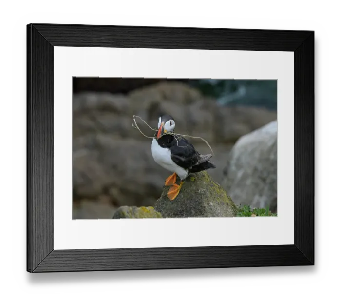 Framed Print : Puffin (Fratercula arctica) landing on a rock, Great Saltee Island, County Wexford, Republic of Ireland. June Framed Print : Puffin (Fratercula arctica) landing on a rock, Great Saltee Island, County Wexford, Republic of Ireland. June