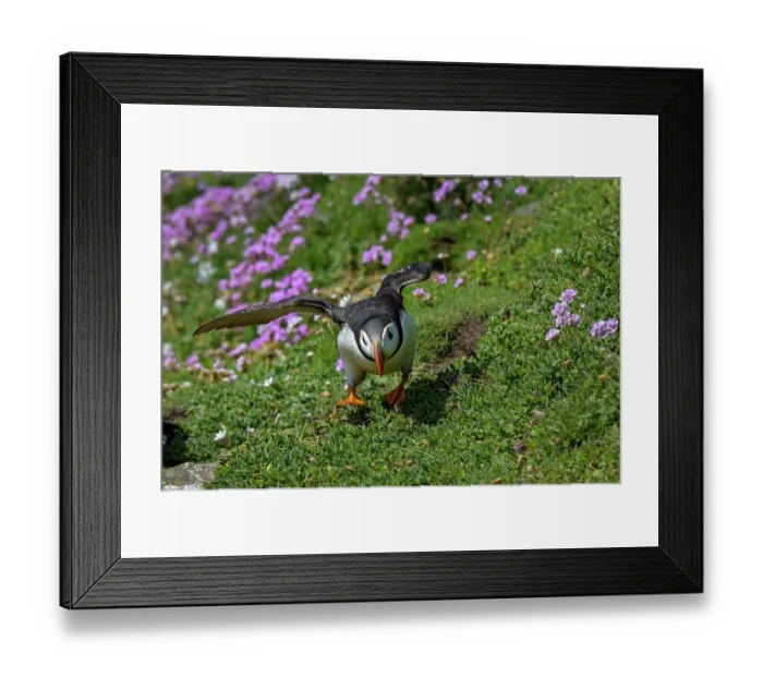 Framed Print : Puffin (Fratercula arctica) taking flight from cliff top with flowering Sea thrift (Armeria maritima) behind, Great Saltee Island, County Wexford, Republic of Ireland. June Framed Print : Puffin (Fratercula arctica) taking flight from cliff top with flowering Sea thrift (Armeria maritima) behind, Great Saltee Island, County Wexford, Republic of Ireland. June