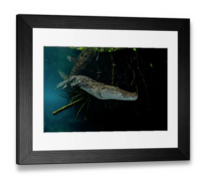 Framed Print : Morelet's crocodile (Crocodylus moreletii) diving underwater in a mangrove lagoon, near Tulum, Yucatan Peninsula, Mexico Framed Print : Morelet's crocodile (Crocodylus moreletii) diving underwater in a mangrove lagoon, near Tulum, Yucatan Peninsula, Mexico