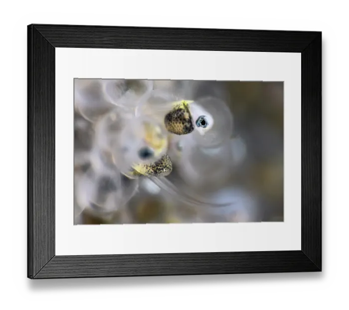 Framed Print : Tanaka's snailfish (Liparis tanakae) hatching from its egg head-first. Another juvenile can be seen emerging tail-first. Each egg is less that 1.5mm in diameter Framed Print : Tanaka's snailfish (Liparis tanakae) hatching from its egg head-first. Another juvenile can be seen emerging tail-first. Each egg is less that 1.5mm in diameter