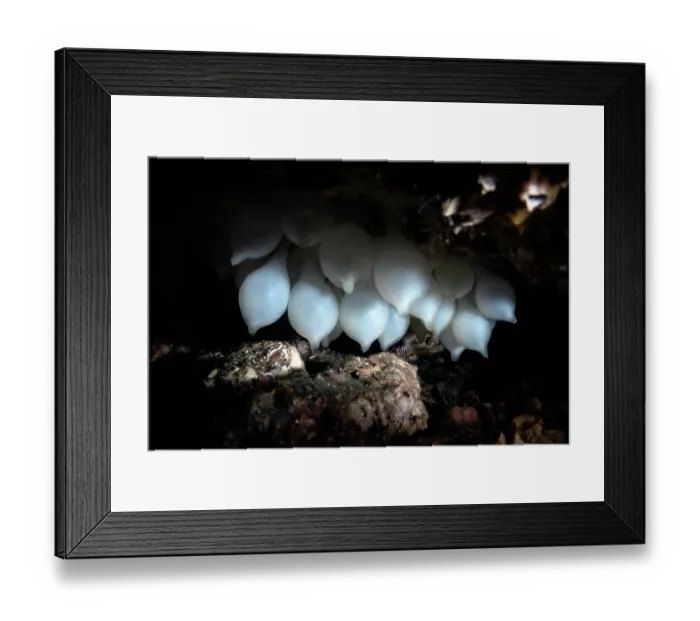 Framed Print : Pharoah cuttlefish (Acanthosepion pharaonis) egg cluster, Kagoshima Prefecture, Japan, Pacific Ocean Framed Print : Pharoah cuttlefish (Acanthosepion pharaonis) egg cluster, Kagoshima Prefecture, Japan, Pacific Ocean