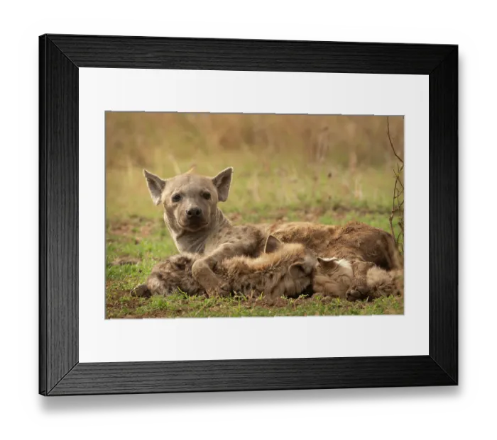 Framed Print : Spotted hyena (Crocuta crocuta) female, resting with cubs, Serengeti National Park, Tanzania Framed Print : Spotted hyena (Crocuta crocuta) female, resting with cubs, Serengeti National Park, Tanzania