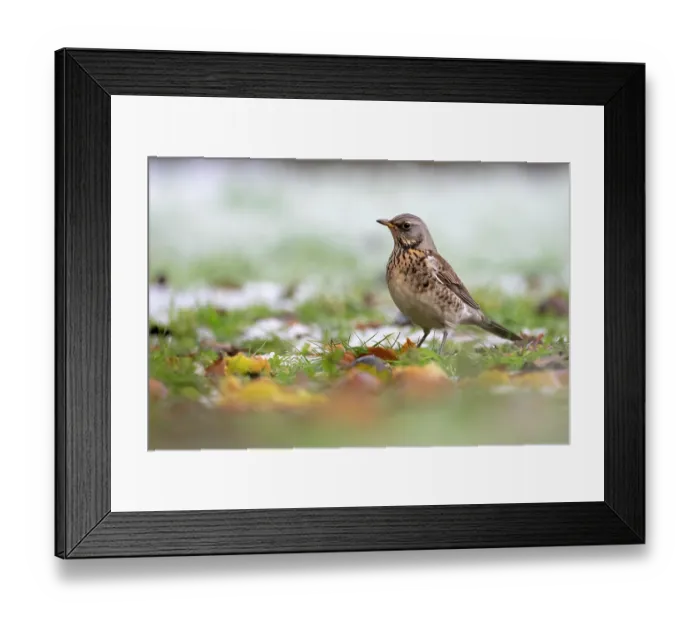 Framed Print : Fieldfare (Turdus pilaris) standing on grass foraging for windfall apples in winter, Broxwater, Cornwall, England, UK. December Framed Print : Fieldfare (Turdus pilaris) standing on grass foraging for windfall apples in winter, Broxwater, Cornwall, England, UK. December