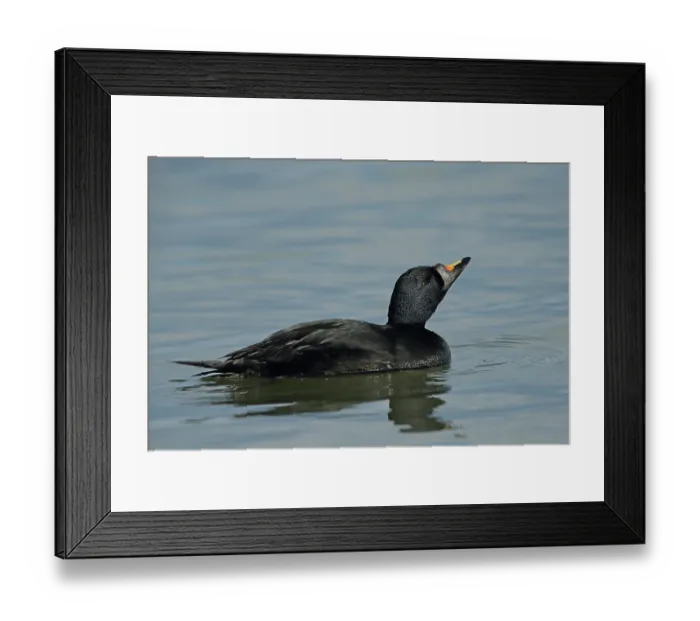 Framed Print : Common scoter {Melanitta nigra} male, on water, Denmark. April Framed Print : Common scoter {Melanitta nigra} male, on water, Denmark. April