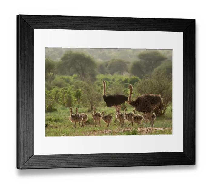 Framed Print : RF - Masai ostriches (Struthio camelus massaicus) pair, watching over brood of chicks, Tarangire National Park, Tanzania Framed Print : RF - Masai ostriches (Struthio camelus massaicus) pair, watching over brood of chicks, Tarangire National Park, Tanzania