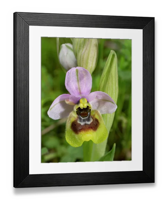 Framed Print : Sawfly orchid (Ophrys tenthredinifera) in flower, nr. Monte St Angelo, Gargano, Puglia, Italy. April Framed Print : Sawfly orchid (Ophrys tenthredinifera) in flower, nr. Monte St Angelo, Gargano, Puglia, Italy. April