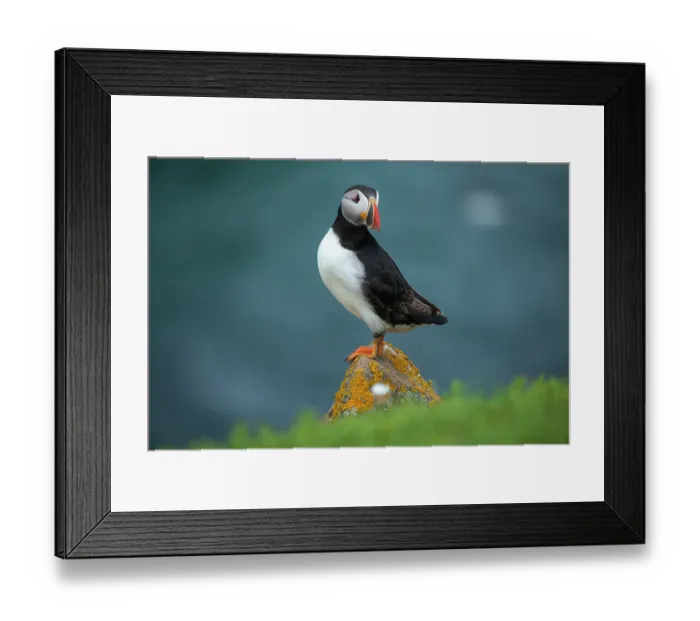 Framed Print : Puffin (Fratercula arctica) perched on a stone on cliff top along Great Saltee Island coast, County Wexford, Republic of Ireland. June Framed Print : Puffin (Fratercula arctica) perched on a stone on cliff top along Great Saltee Island coast, County Wexford, Republic of Ireland. June