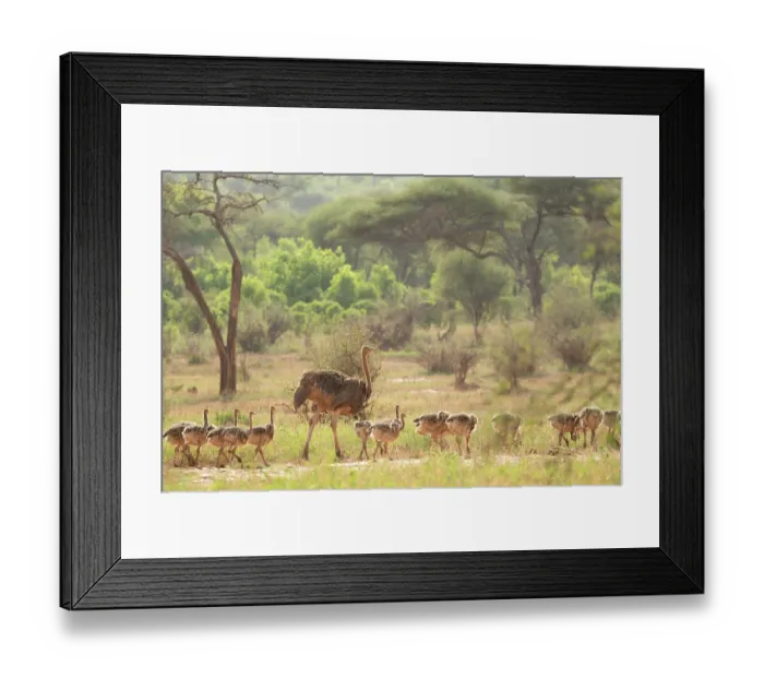 Framed Print : Masai ostrich (Struthio camelus massaicus) female, with brood of chicks, Tarangire National Park, Tanzania Framed Print : Masai ostrich (Struthio camelus massaicus) female, with brood of chicks, Tarangire National Park, Tanzania
