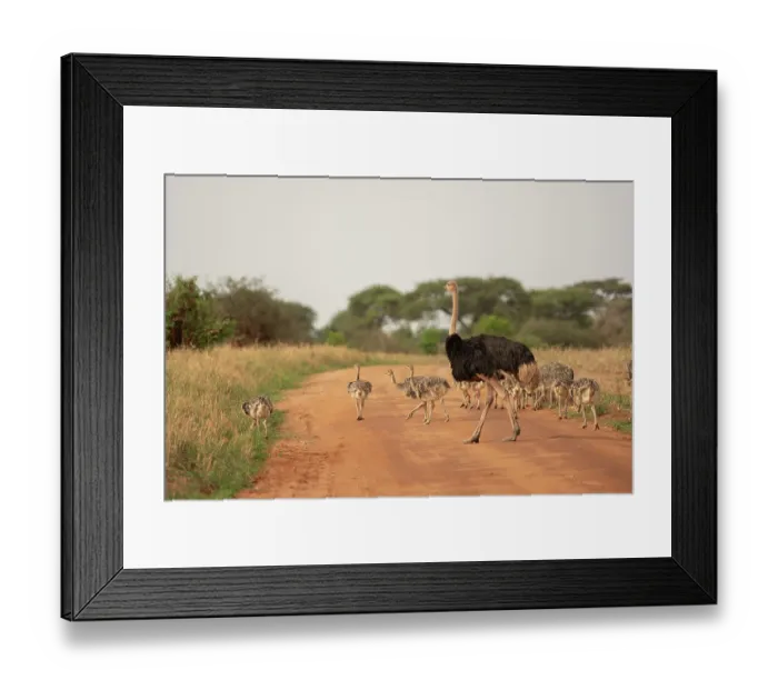 Framed Print : Masai ostrich (Struthio camelus massaicus) male with chicks walking along dirt road, Tarangire National Park, Tanzania