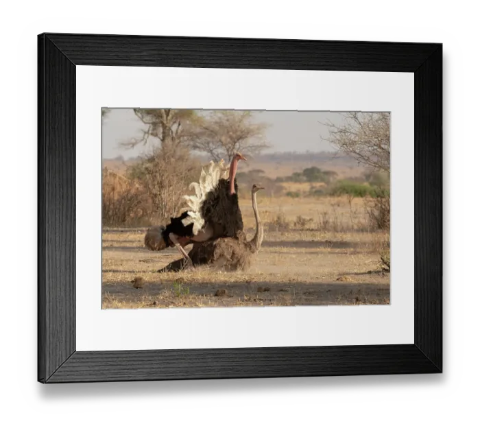 Framed Print : Masai ostriches (Struthio camelus massaicus) pair mating, Tarangire National Park, Tanzania Framed Print : Masai ostriches (Struthio camelus massaicus) pair mating, Tarangire National Park, Tanzania
