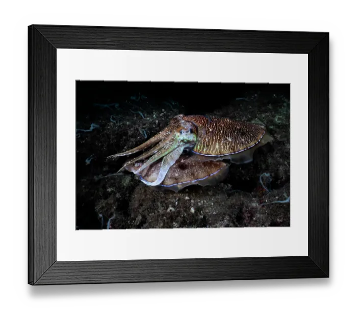 Framed Print : Pharoah cuttlefish (Acanthosepion pharaonis) pair, male guarding a female depositing eggs after mating. Kagoshima Prefecture, Japan, Pacific Ocean Framed Print : Pharoah cuttlefish (Acanthosepion pharaonis) pair, male guarding a female depositing eggs after mating. Kagoshima Prefecture, Japan, Pacific Ocean