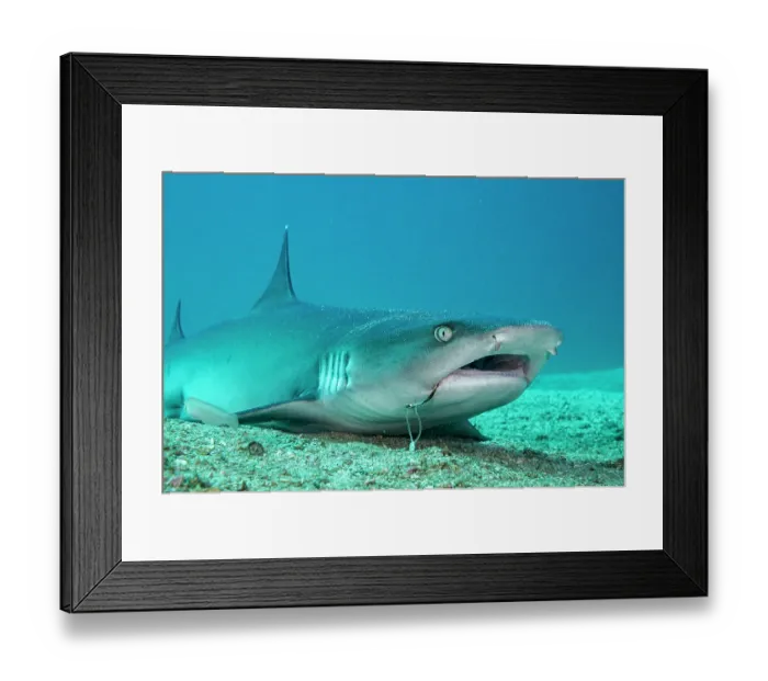 Framed Print : White tip reef shark (Triaenodon obesus) with fishing hook stuck in mouth, resting on sea floor, Bat Islands, Costa Rica, Pacific Ocean Framed Print : White tip reef shark (Triaenodon obesus) with fishing hook stuck in mouth, resting on sea floor, Bat Islands, Costa Rica, Pacific Ocean