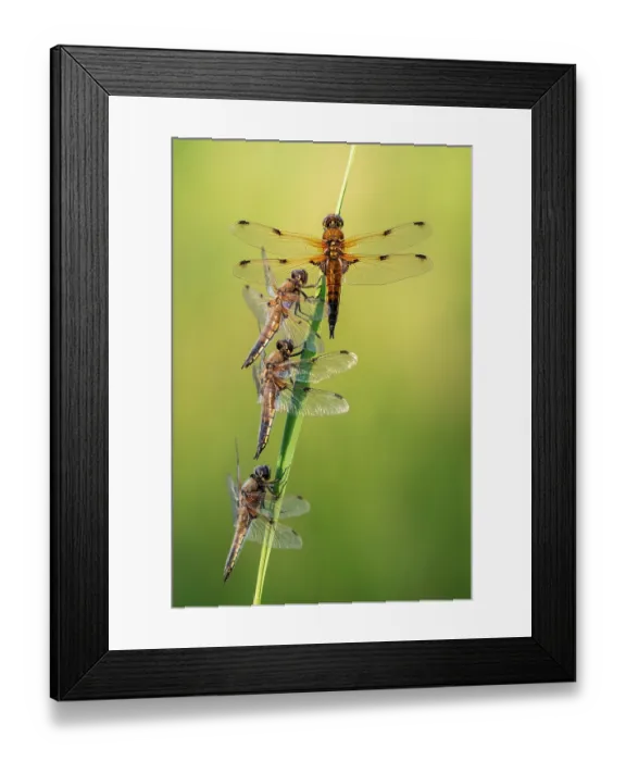 Framed Print : Group of Four-spotted chaser dragonflies (Libellula quadrimaculata) roosting on a reed in early morning sunlight, Ham Wall RSPB Nature reserve, Somerset Levels, England, UK. June Framed Print : Group of Four-spotted chaser dragonflies (Libellula quadrimaculata) roosting on a reed in early morning sunlight, Ham Wall RSPB Nature reserve, Somerset Levels, England, UK. June