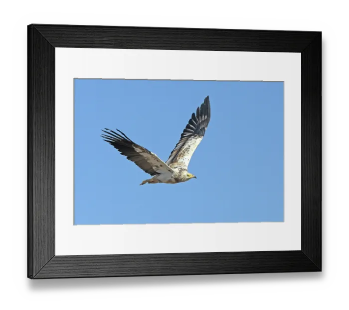 Framed Print : Egyptian vulture (Neophron percnopterus) sub-adult in flight, Oman. Endangered Framed Print : Egyptian vulture (Neophron percnopterus) sub-adult in flight, Oman. Endangered