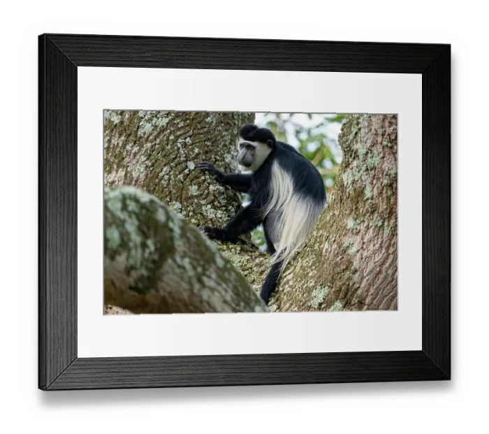 Framed Print : Black and white colobus monkey (Colobus guereza) sitting in tree, Entebbe botanical garden, Uganda