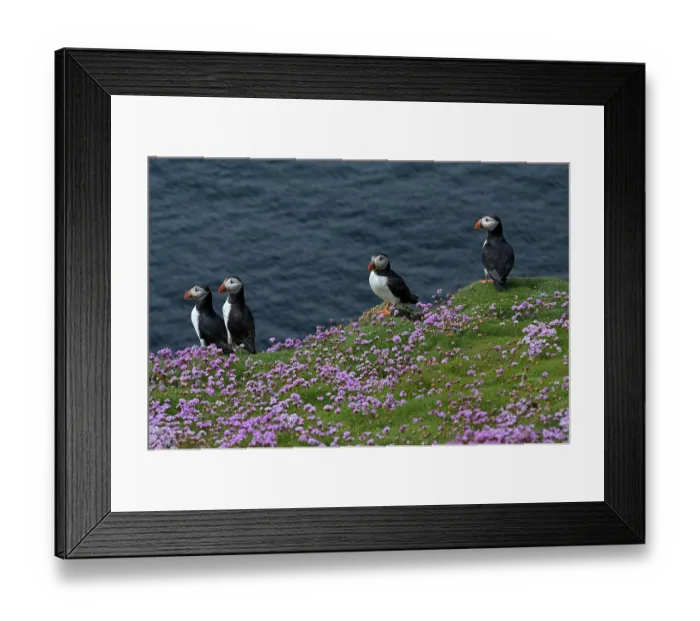 Framed Print : Four Puffins (Fratercula arctica) perched on cliff top among Sea thrift (Armeria maritima), Great Saltee Island, County Wexford, Republic of Ireland. June Framed Print : Four Puffins (Fratercula arctica) perched on cliff top among Sea thrift (Armeria maritima), Great Saltee Island, County Wexford, Republic of Ireland. June