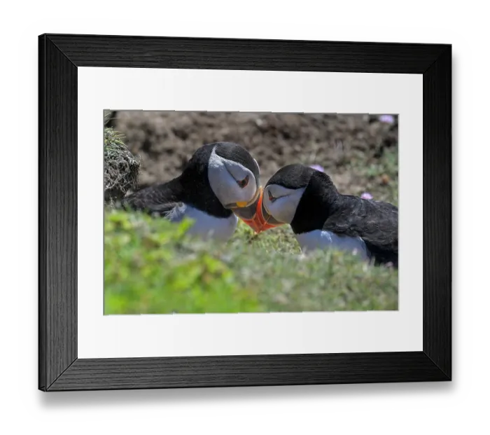Framed Print : Puffins (Fratercula arctica) pair, during courtship display, Great Saltee Island, County Wexford, Republic of Ireland. June Framed Print : Puffins (Fratercula arctica) pair, during courtship display, Great Saltee Island, County Wexford, Republic of Ireland. June
