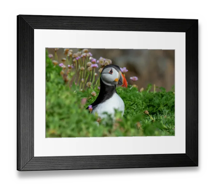 Framed Print : Puffin (Fratercula arctica) perched on cliff top among Sea thrift (Armeria maritima), Great Saltee Island, County Wexford, Republic of Ireland. June Framed Print : Puffin (Fratercula arctica) perched on cliff top among Sea thrift (Armeria maritima), Great Saltee Island, County Wexford, Republic of Ireland. June