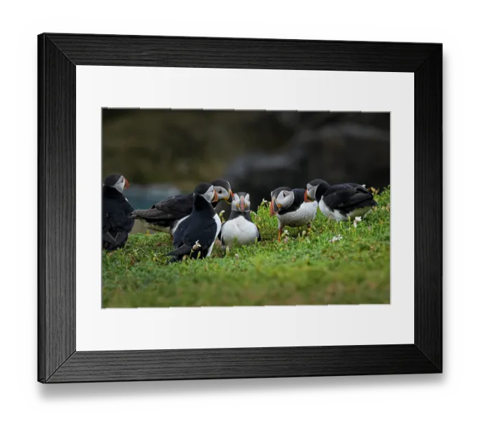 Framed Print : Group of Puffins (Fratercula arctica) perched on cliff top, Great Saltee Island, County Wexford, Republic of Ireland. June Framed Print : Group of Puffins (Fratercula arctica) perched on cliff top, Great Saltee Island, County Wexford, Republic of Ireland. June