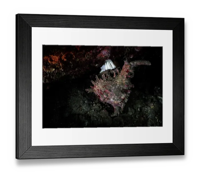 Framed Print : Branched murex sea snail (Chicoreus ramosus) depositing egg casings, Kagoshima Prefecture, Japan, Pacific Ocean Framed Print : Branched murex sea snail (Chicoreus ramosus) depositing egg casings, Kagoshima Prefecture, Japan, Pacific Ocean